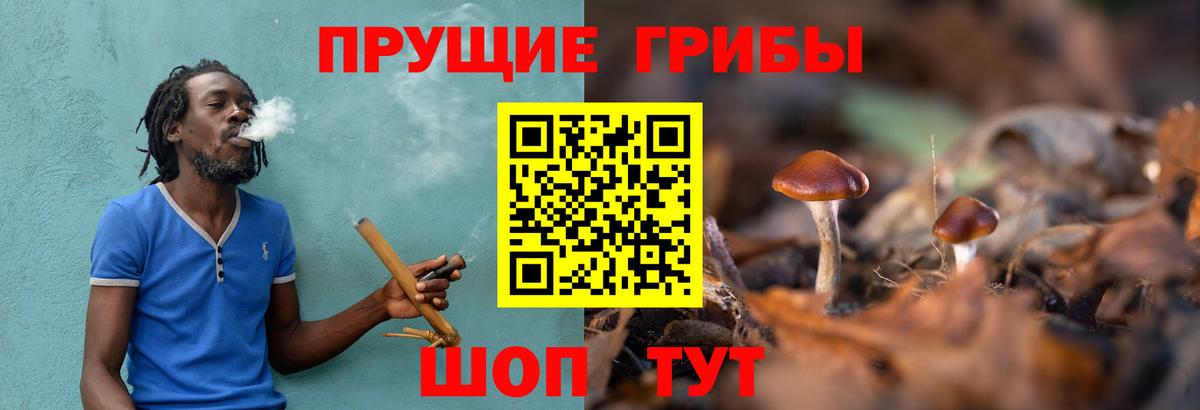 Подольск  Галлюциногенные грибы прущие грибы  Вход с VPN 